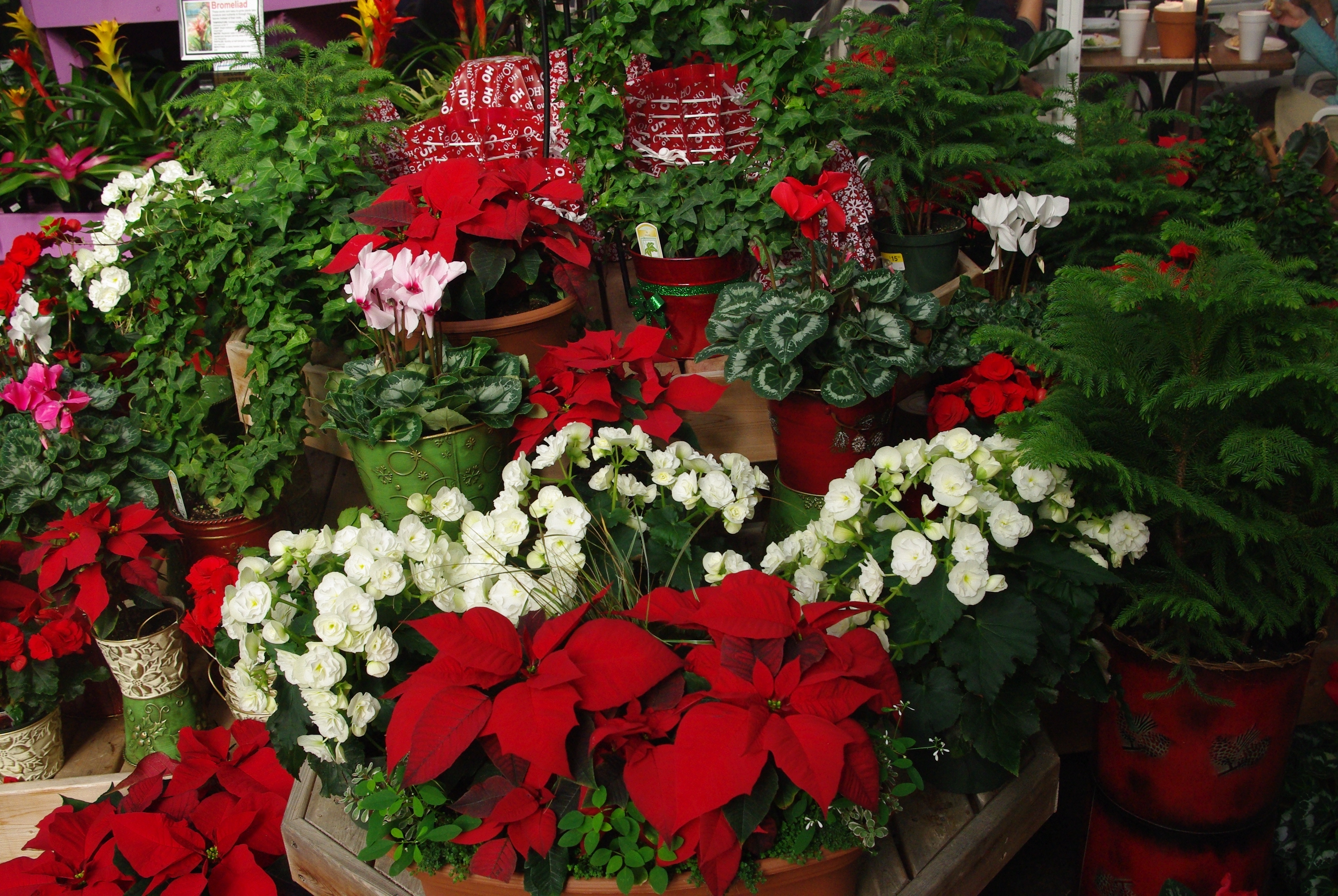 Decorating With Poinsettias Nc State Extension