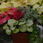 Poinsettias arrangement 4