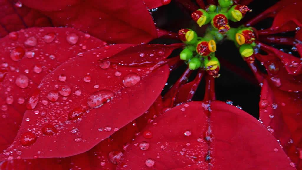 poinsettia with dew